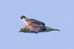 Buteo jamaicensis × lineatus