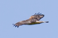 Buteo jamaicensis × lineatus