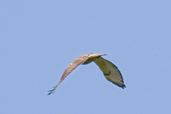 Buteo jamaicensis × lineatus