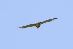 Buteo jamaicensis × lineatus