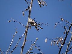 Aegithalos caudatus siculus
