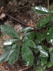 Psychotria asiatica