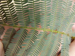 Acacia parvipinnula