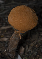 Battarrea phalloides
