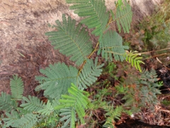 Acacia parvipinnula