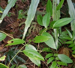Smilax lanceifolia