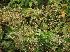 Valeriana clematitis