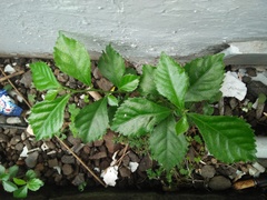 Acalypha siamensis