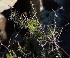 Asparagus exuvialis