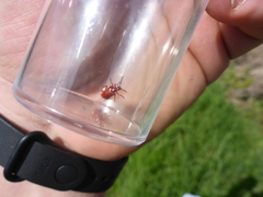 Lilioceris merdigera