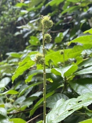 Castanopsis argyrophylla