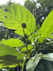 Castanopsis argyrophylla