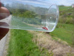 Lilioceris merdigera