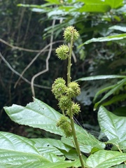 Castanopsis argyrophylla