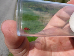 Lilioceris merdigera