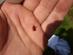 Lilioceris merdigera