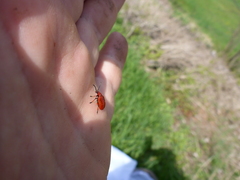 Lilioceris merdigera