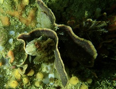 Parablennius cornutus