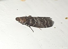 Ortholepis pasadamia
