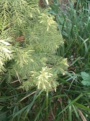 Juniperus drupacea