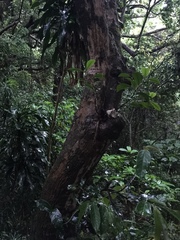 Syzygium samarangense