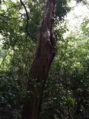 Cratoxylum cochinchinense