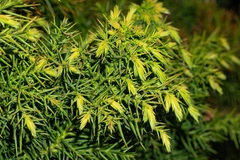 Juniperus drupacea