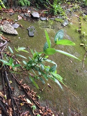 Boehmeria densiflora