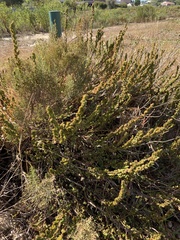 Cliffortia phyllanthoides