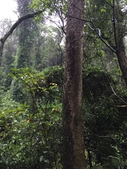 Glochidion zeylanicum