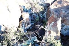 Asparagus exuvialis