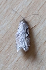 Semioscopis steinkellneriana