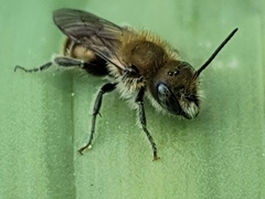 Osmia caerulescens