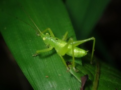 Hexacentrus unicolor