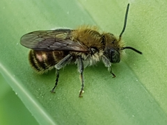 Osmia caerulescens