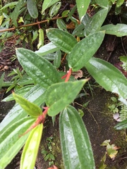 Boehmeria densiflora