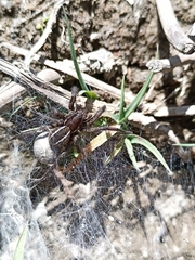 Diapontia
