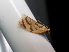 Adoxophyes privatana