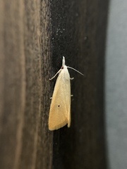 Scirpophaga incertulas