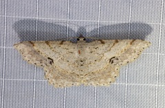 Calletaera subexpressa