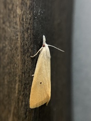 Scirpophaga incertulas