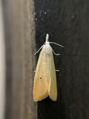 Scirpophaga incertulas