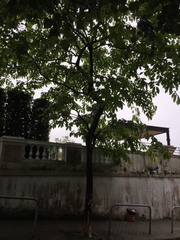 Glochidion zeylanicum