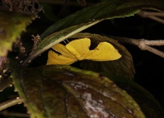 Corymica spatiosa