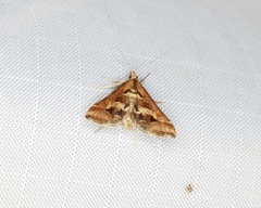 Diasemia accalis
