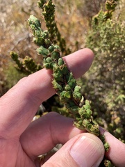Cliffortia phyllanthoides