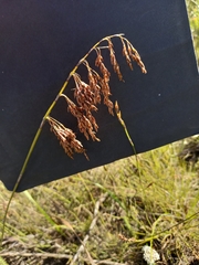 Rhodocoma fruticosa