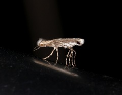 Epicephala albifrons