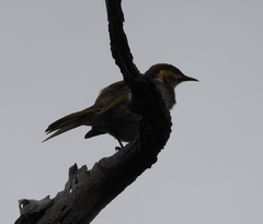 Gavicalis fasciogularis