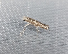 Epicephala lanceolaria